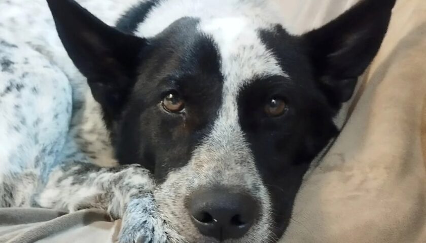 保護犬ふぅちゃん、丸まって寝る季節