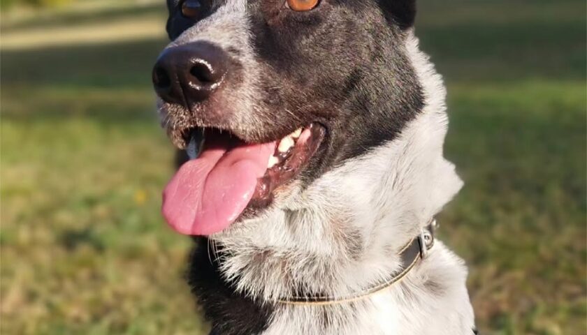 保護犬ふぅちゃん、早くなった夕暮れのおさんぽ