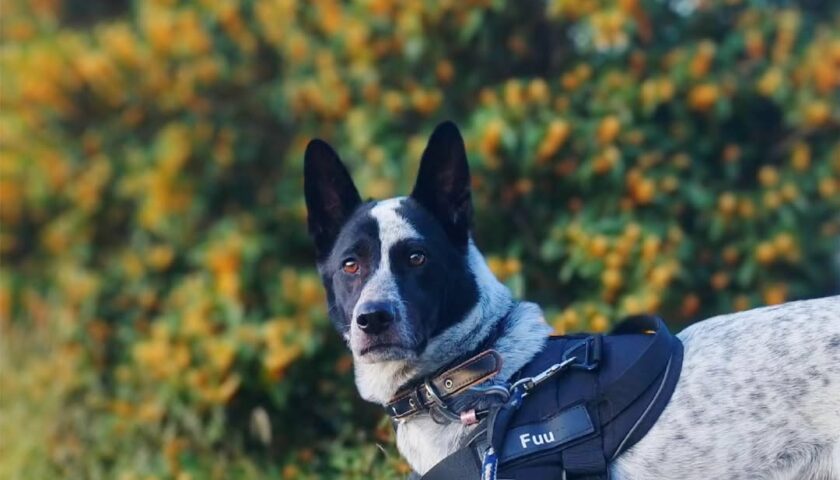 保護犬ふぅちゃん、金木犀の公園でフレブルのたまちゃん