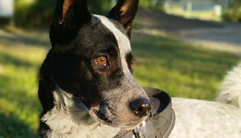 保護犬ふぅちゃん、夕日に照らされるキラキラしっぽ