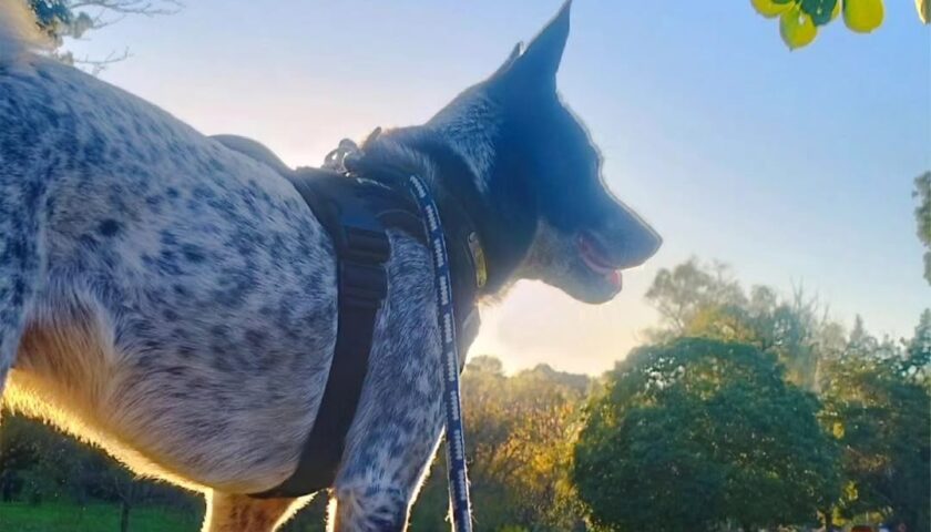 保護犬ふぅちゃん、金木犀の季節の終わり