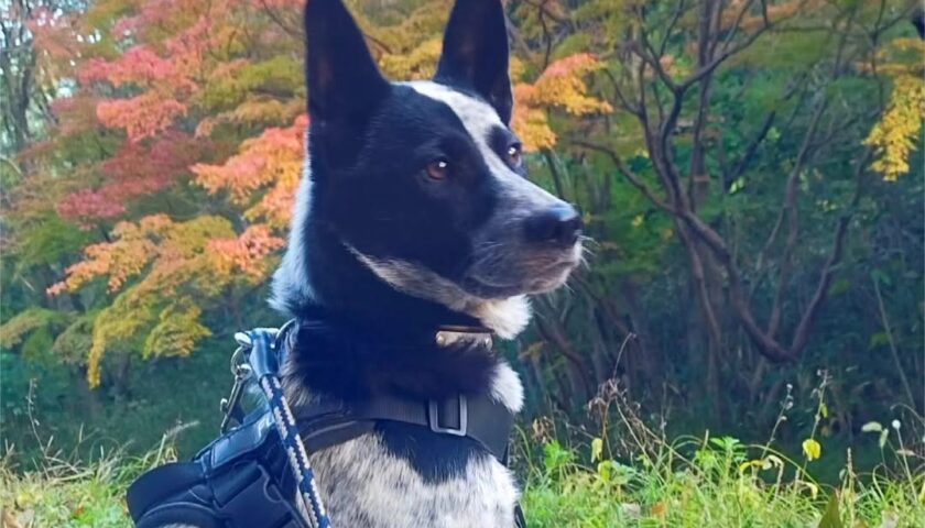 保護犬ふぅちゃん、真っ赤な紅葉の公園