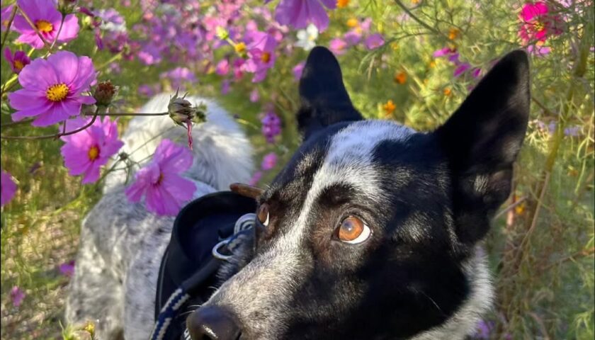 保護犬ふぅちゃん、南知多のコスモスのトンネル