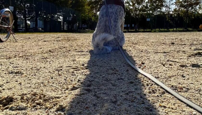 保護犬ふぅちゃん、秋の朝さんぽと団子屋ふうちゃん再訪