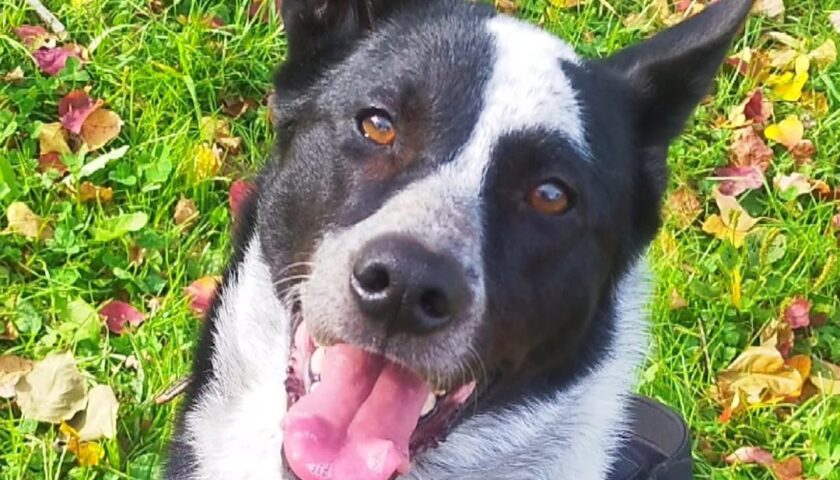保護犬ふぅちゃん、暑くても確実に紅葉
