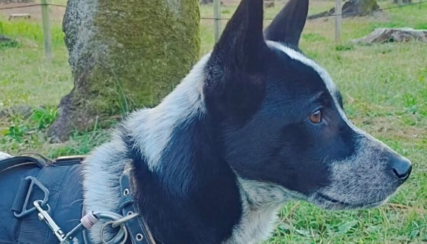 保護犬ふぅちゃん、最近のイケてる姿