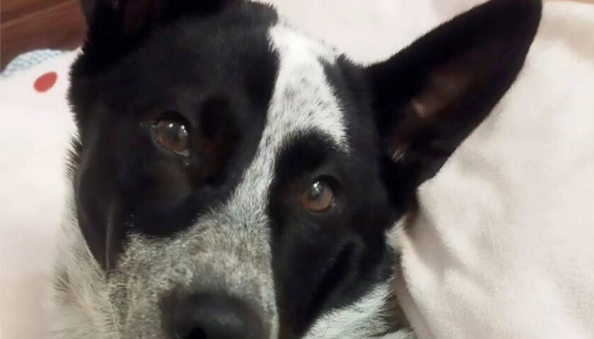 保護犬ふぅちゃん、マロンケーキの匂いに