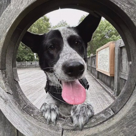 保護犬ふぅちゃん、来年のカレンダーづくり【動画】