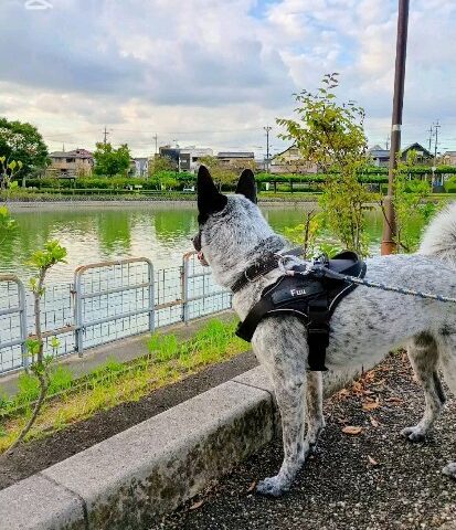 保護犬ふぅちゃん、雨の合間のおさんぽと夕日【動画】