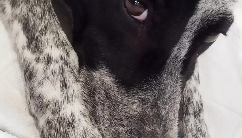 保護犬ふぅちゃん、涼しげないい目