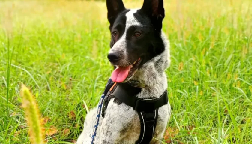保護犬ふぅちゃん、やっと秋の気配で長いおさんぽ