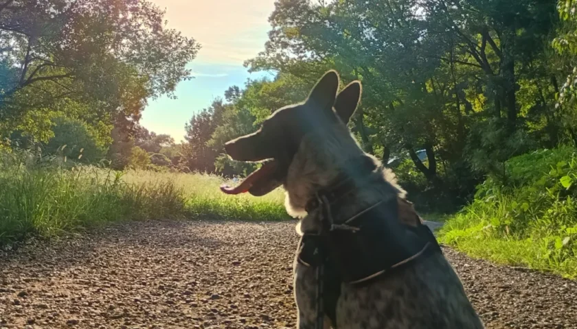保護犬ふぅちゃん、彼岸花とひっつき豆