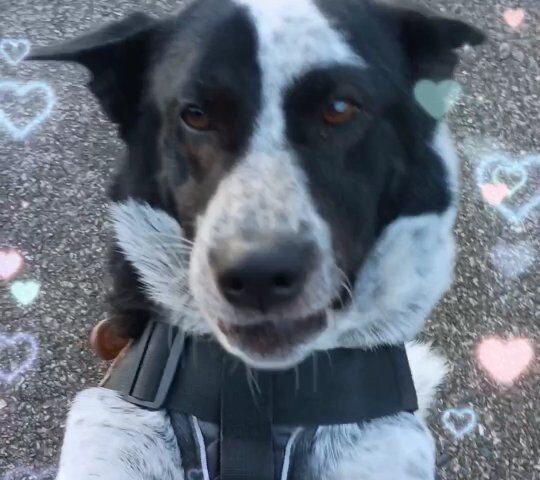 保護犬ふぅちゃん、30mロングリードで元気に走る【動画】