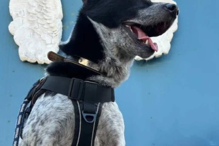 保護犬ふぅちゃん、西尾のテラスランチと黄金の稲穂
