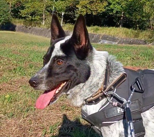 保護犬ふぅちゃん、木漏れ日の遠い公園へ【動画】