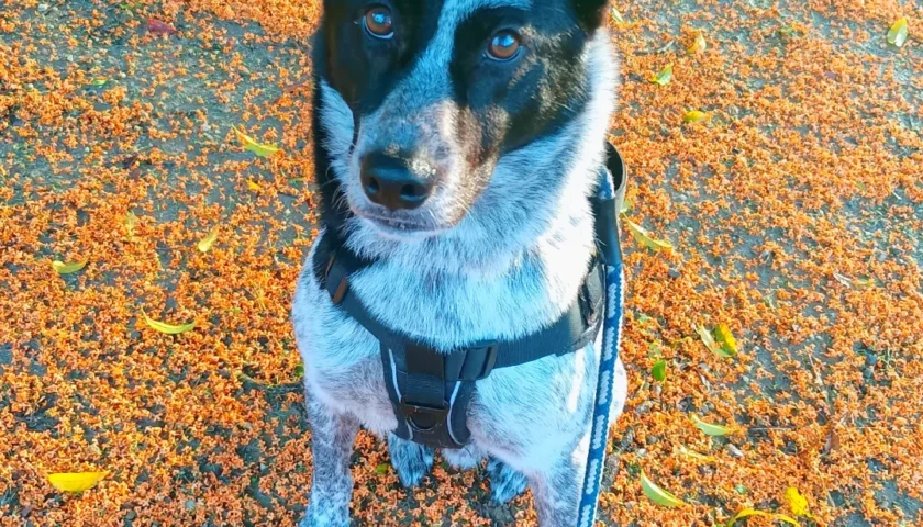 保護犬ふぅちゃん、金木犀の花のステージ