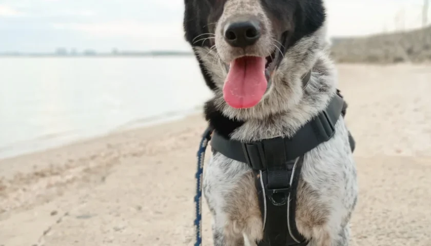 保護犬ふぅちゃん、常滑の流木ブランコの砂浜