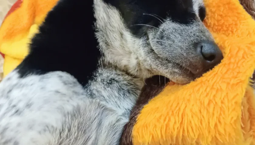保護犬ふぅちゃん、上手に枕を作って寝る