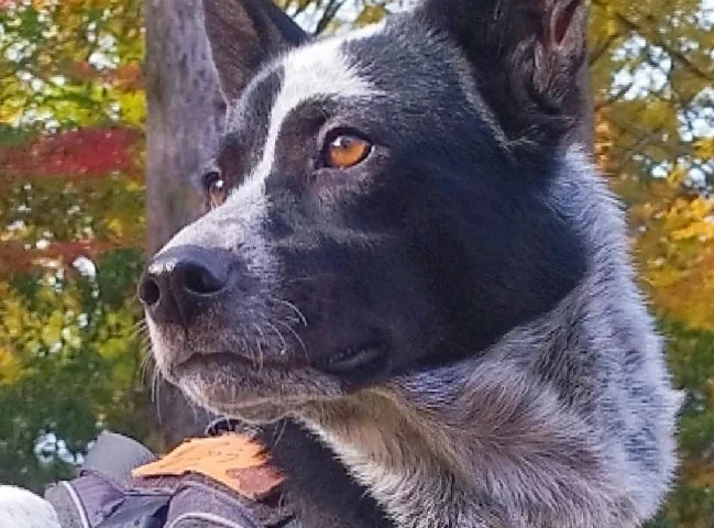 保護犬ふぅちゃん、定光寺の紅葉で「素敵なモデルさん」