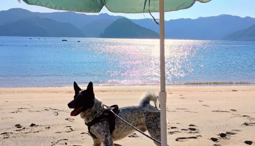 保護犬ふぅちゃん、三重の海と愛知の山と人懐っこい猫