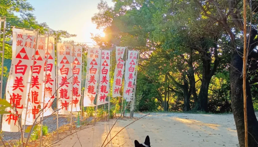 保護犬ふぅちゃん、白美龍神社と緑地の山道