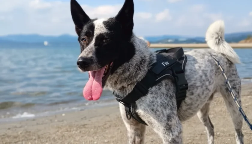 保護犬ふぅちゃん、浜名湖ドライブとヤギのいるカフェ