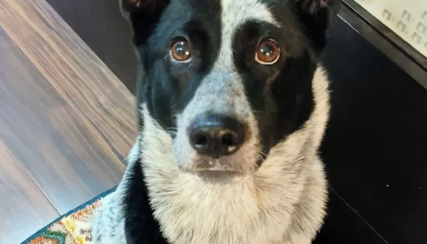 保護犬ふぅちゃん、自分からハーネスに頭を入れる