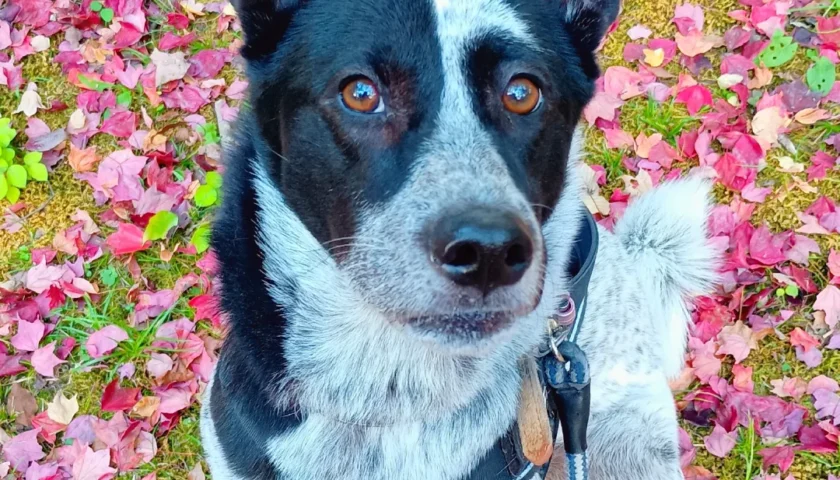 保護犬ふぅちゃん、毎年恒例の秋の景色