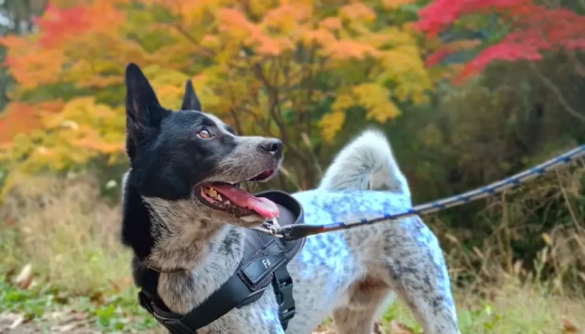 保護犬ふぅちゃん、五色紅葉と平戸橋の公園