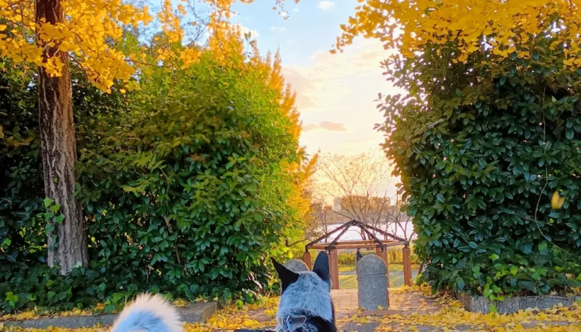 保護犬ふぅちゃん、黄色いイチョウ並木