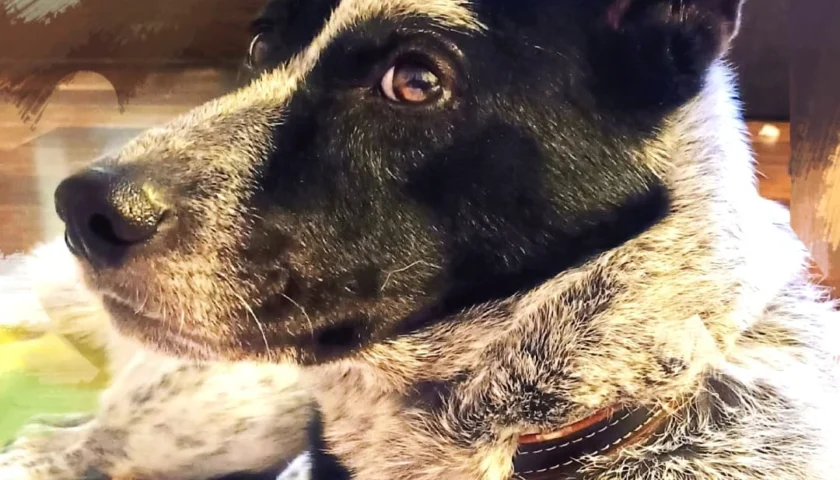 保護犬ふぅちゃん、反則の見つめ顔とセルフ腕枕