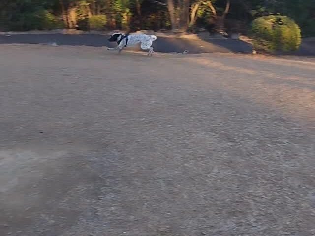 保護犬ふぅちゃん、鍋焼きうどんのお客様に「はい」【動画】