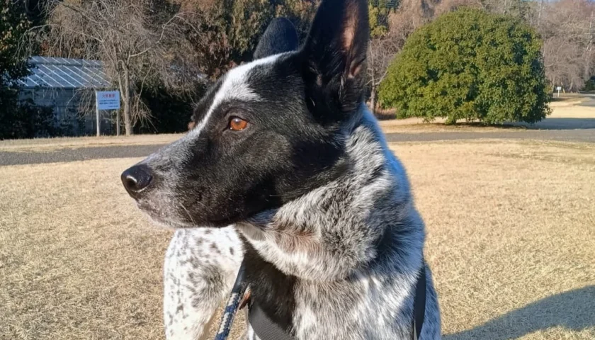 保護犬ふぅちゃん、カラスの大群が苦手