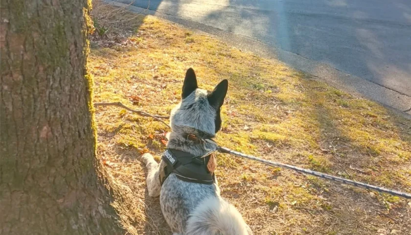 保護犬ふぅちゃん、ぷりっともふっとしたおしり