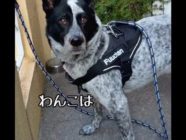 保護犬ふぅちゃん、花粉を運ぶ悪事？【動画】