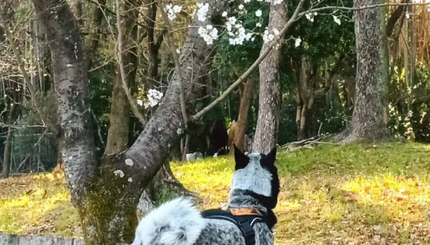 保護犬ふぅちゃん、三分咲きの桜と寒の戻り