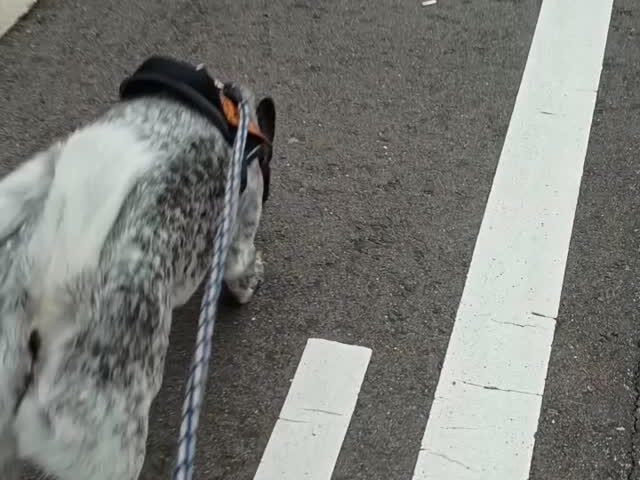 保護犬ふぅちゃん、長男の匂いを追う警察犬【動画】