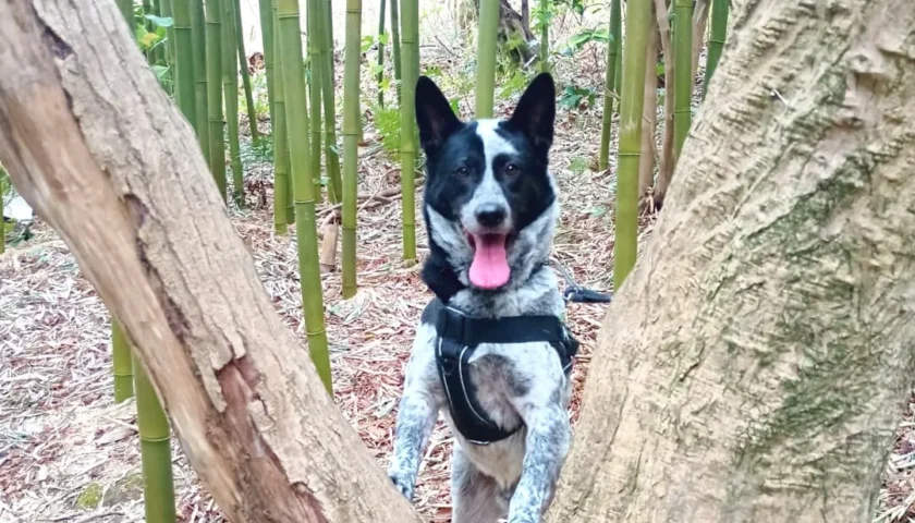 保護犬ふぅちゃん、竹林と紅白の梅、息子たちの卒業