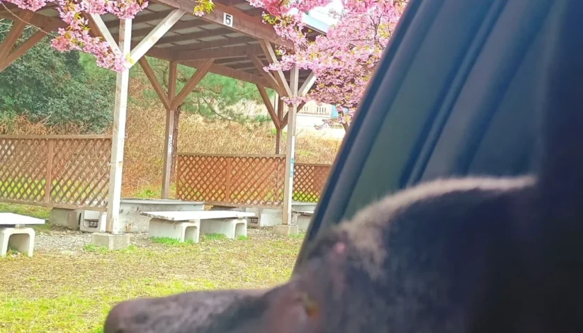 保護犬ふぅちゃん、雨の知多で河津桜