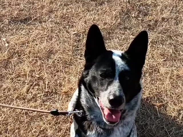 保護犬ふぅちゃん、走る走る走る【動画】