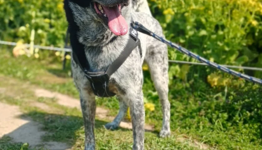 保護犬ふぅちゃん、愛知牧場の菜の花と梅の公園