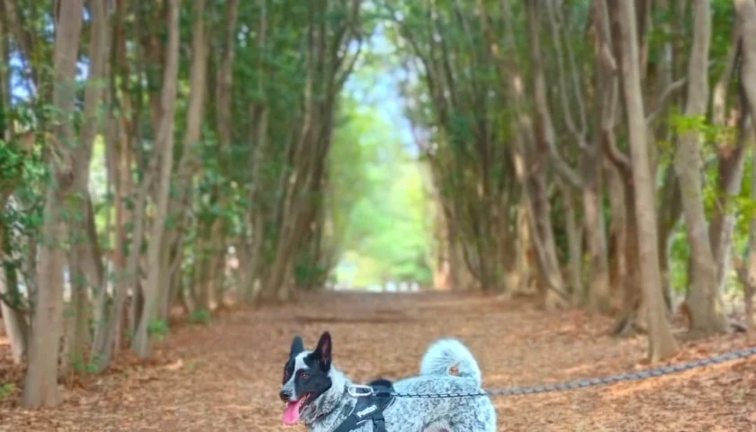 保護犬ふぅちゃん、満開のミモザと早咲きの桜
