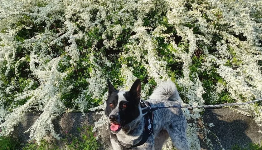 保護犬ふぅちゃん、ユキヤナギと桜が同時に開花