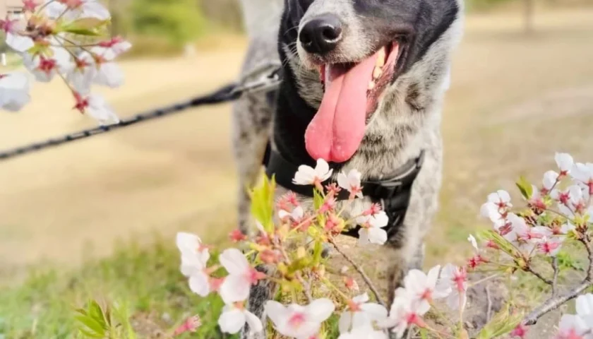 保護犬ふぅちゃん、穴場の桜スポット