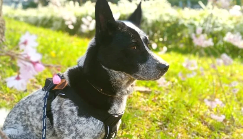 保護犬ふぅちゃん、斜面の桜で一瞬のカメラ目線