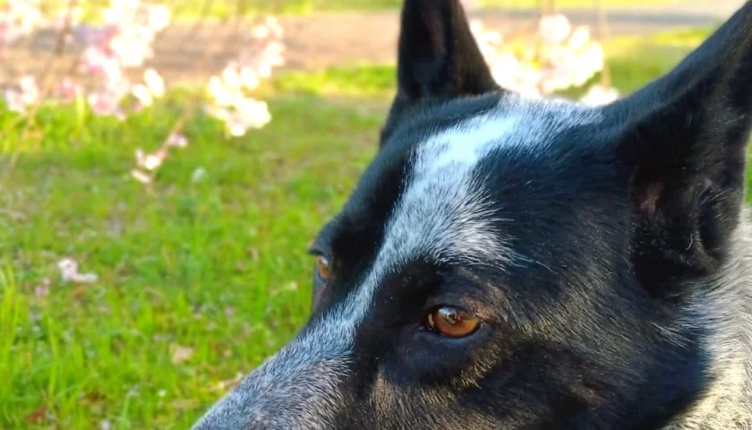 保護犬ふぅちゃん、しだれ桜と鼻に花びら