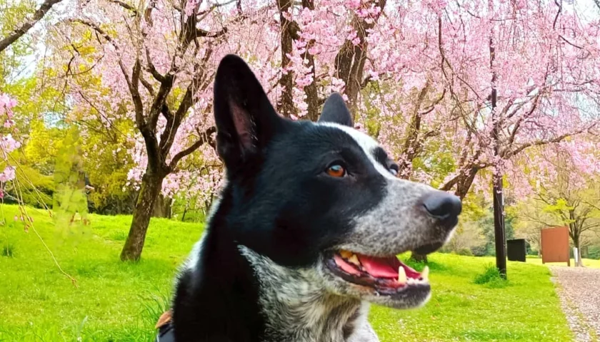 保護犬ふぅちゃん、揺れるしだれ桜と雷への変化