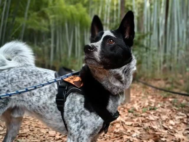 保護犬ふぅちゃん、AIで擬人化してみた【動画】