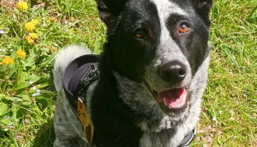 保護犬ふぅちゃん、たんぽぽをこっそりおしりに