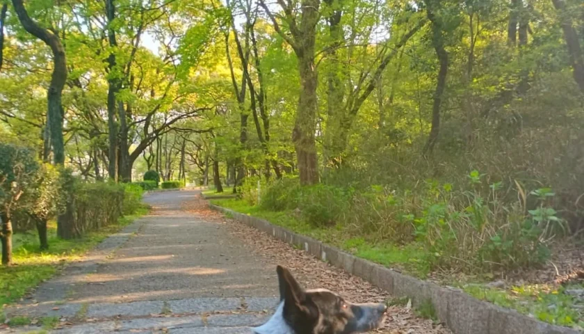 保護犬ふぅちゃん、斜面のボール遊び